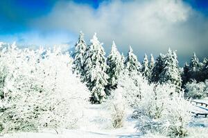 Bild vergrößern: Verschneiter Wald