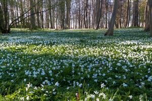 Bild vergrößern: Frühlingswald