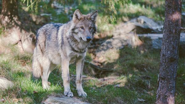 Unterseite Hochtaunuskreis: Der Wolf im Hochtaunuskreis