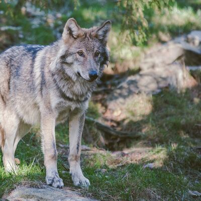 Bild vergrößern: wolf robert-larsson-jGip_U1fXTI-unsplash